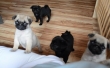 Female Pug Puppies, just 3 left! -100% Healthy and House trained